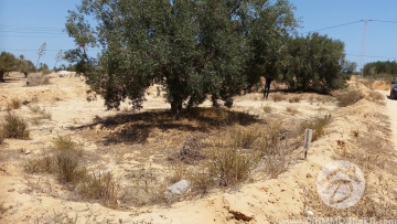 V 95 -                            Sale
                           Terrain Djerba